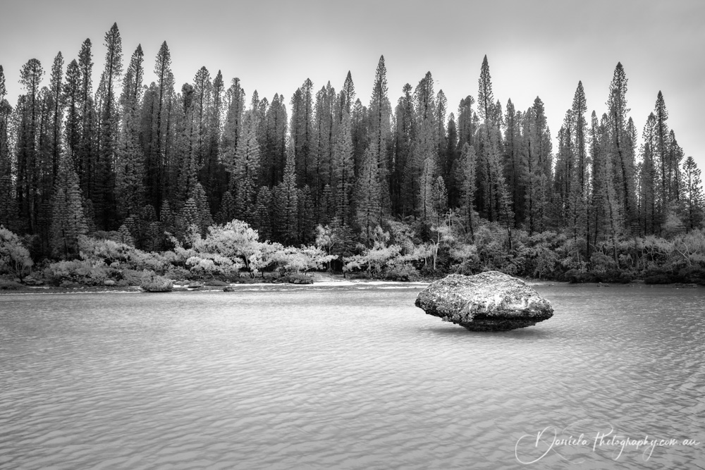 New Caledonia -Beautiful pine forest view at Natural Pool in BW 